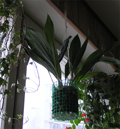 Обзор орхидей для начинающих, часть 9. Ванда