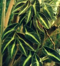 Begonia listada Jrmsch.