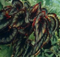 Begonia carthayana Hemsl.