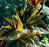 Begonia olbia Kerch.