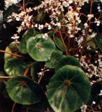 Begonia conchaifolia A. Dierr.