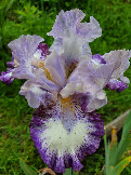Iris Furioso (3)