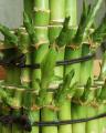 "Бамбук Счастья" Lucky Bamboo, оно прочно прижилось как среди любителей декоративного цветоводства, так и среди продавцов - флористов магазинов цветов, но это не тот легендарный бамбук, о котором известно всем. Действительно, стебель этого растения внешне напоминает бамбук, но истинное название этого растения: Драцена Сандериана ( Dracaena Sanderiana ) ее еще называют Драцена "Бамбук Счастья" или "Счастливый Бамбук" - Dracaena Lucky Bamboo. 
    Lucky Bamboo - это английская версия названия Драцены Сандериана. В названии присутствует "счастливый, приносящий удачу" так как в Китае, согласно учению Фэн Шуй, считается, что если это растение имеется в доме то оно, несомненно, приносит удачу, успех и счастье в семье. 
    Драцена Сандериана - многолетнее декоративное растение, отличается неприхотливостью, требует светлых, проветриваемых помещений. Хорошо переносит сухость воздуха и не требует постоянных опрыскиваний.