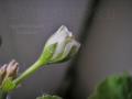 P1016177