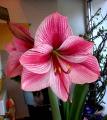 Gervase