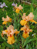 Iris Furioso (1)