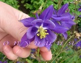 Aquilegia vulgaris фиолетовая с голубоватой «юбочкой», цветок крупный, высокая