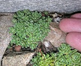 Камнеломка метельчатая с миниатюрными розетками