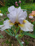 Iris Furioso (7)
