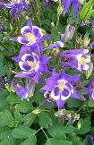 Аквилегия 'Winky Purple and White', особенность сорта - цветы не поникают! Компактная, высота с цветоносами ок. 60 см