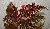 Begonia serratipetala_