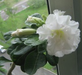 double blooming white_01