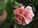 марбаска роз