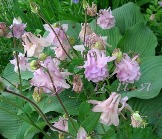 Aquilegia vulgaris var. plena 'Double Pink', очень гламурная: :wub: розовая с сиреневыми оттенками, на одном кусте бывают вот такие разные по цвету и фактуре цветы, высота порядка 80см