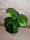 Hoya obscura albomarginata