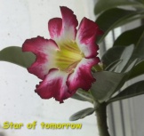 Adenium Star of tomorrow01