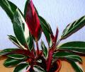 Stromanthe sanguinea 'Triostar'