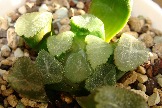 Haworthia maughanii 'Cristal' (от Виктора Горбачева)
обязательно сделаю фото получше, очень красивая муганька!