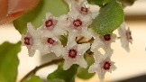 Hoya kanyakumariana