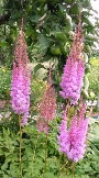 Астильба Purpurkerze, пурпурная в полутени, на солнце окраска светлее, очень мощная свечкообразная, позднего срока цветения