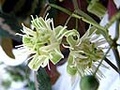 Passiflora Trifasciata (variegata)
