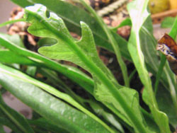   'Shake leaf' (Aglaomorpha coronans)
