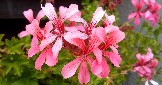 4-pelargonija-cascade-pink