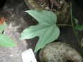 Adenia heterophylla