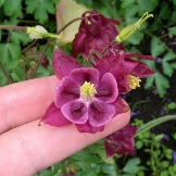 Aquilegia vulgaris бордовая с розоватой «юбочкой», цветок крупный, высокая