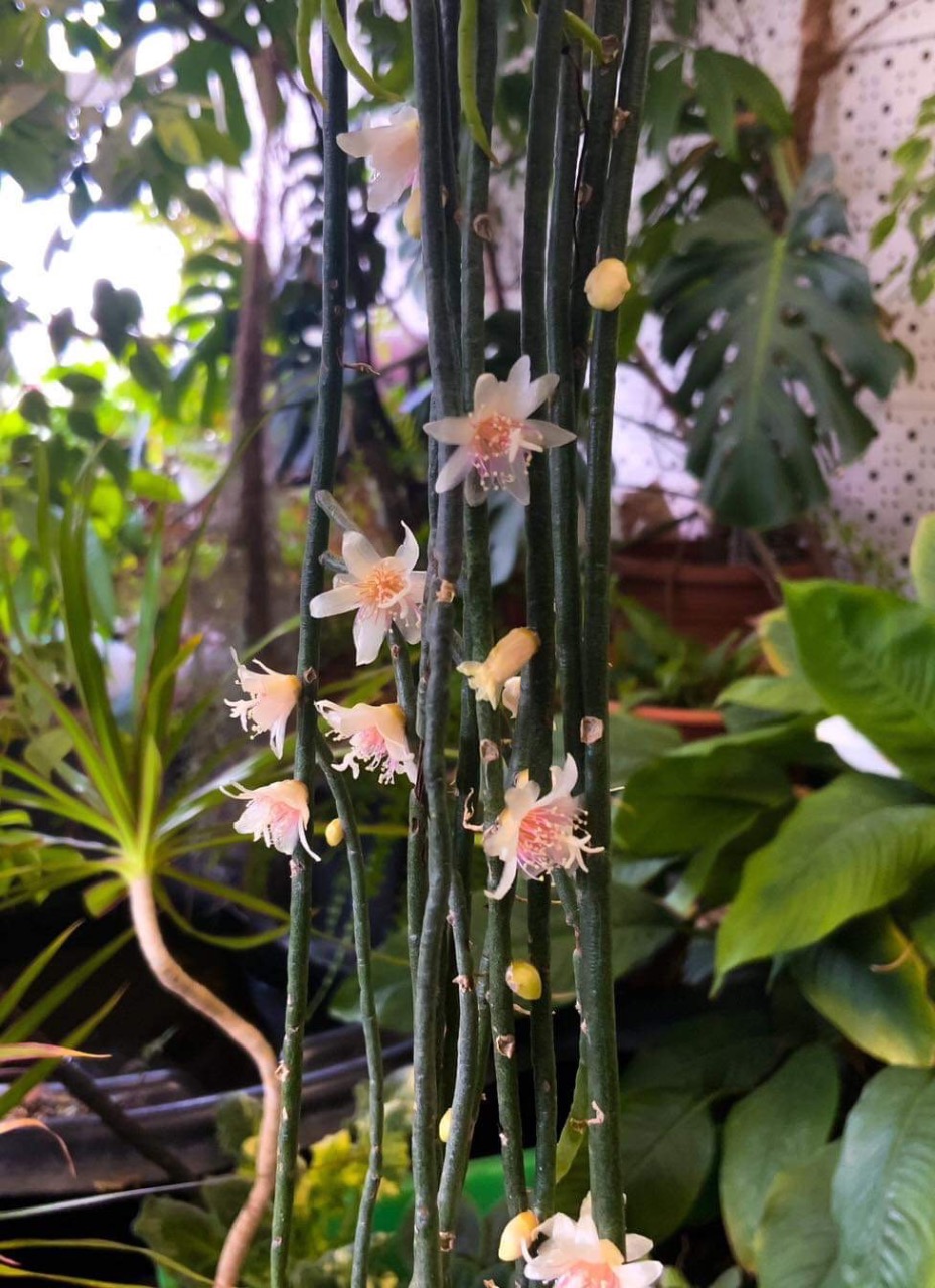 Hoya phuwuaensis SP Phu Wua