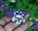 Aquilegia vulgaris фиолетовая с двойной белой юбочкой, цветок крупный, высокая