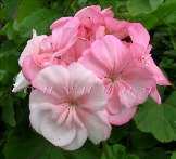 Герань Тамара, очень интересная, выдает цветы от почти белых до ярко-розовых и от простых до махровых (или полумахровых, не сильна в геранях) в зависимости от погоды.