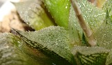 листик поближе - Haworthia 'Yulia' F2 (от Виктора Горбачева)
