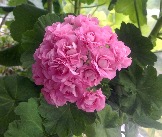 Swanland Pink / Australien Pink Rosebud