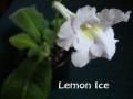Lemon Ice2