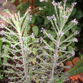 kalanchoe-tubiflora-bryophyllum-delagoense