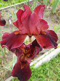 Iris Furioso (8)
