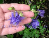 Aquilegia vulgaris var. plena голубовато-фиолетовая, очень изящный цветок, высокая