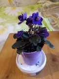 Фиалка мини с фиолетовыми цветами