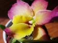 Dendrobium Oriental Smile "Fantasi" 
