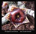 Stapelianthus-keraudrenae-1