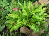   - Asplenium scolopendrium