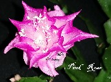     Pink Rose