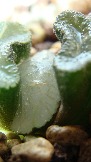 Haworthia truncata 'FUKUTOKU A' (Nishi)
дооолго думала, наконец решила выпустить вот такой с золотистыми прожилками на молочном фоне лист