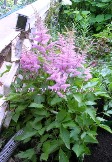 Астильба Astilbe chinensis var.pumila, карликовая, цветет очень поздно, розовато-сиреневая