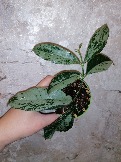 Hoya Cystiantha silver