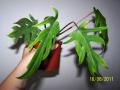    (Philodendron radiatum)