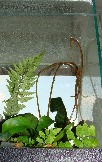 спороносные ваи Quercifilix zeylanica (коричневые справа)