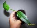   (Philodendron evansii) 