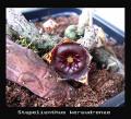 Stapelianthus-keraudrenae1-